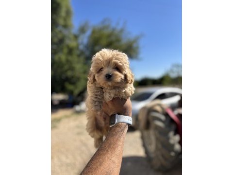 Maltipoo yavrularımız yeni sahipleri için hazır