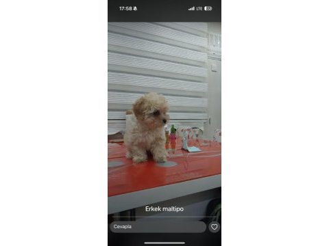 Evde bakılmış mis gibi maltipoo yavru