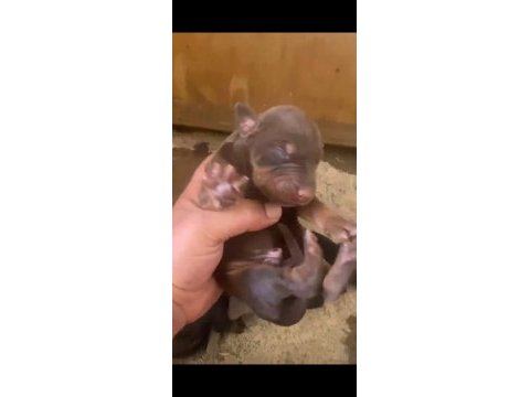 Doberman özel renk bebeklerimiz için acele edin