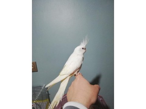 Erkek albino sultan papağanı yavru
