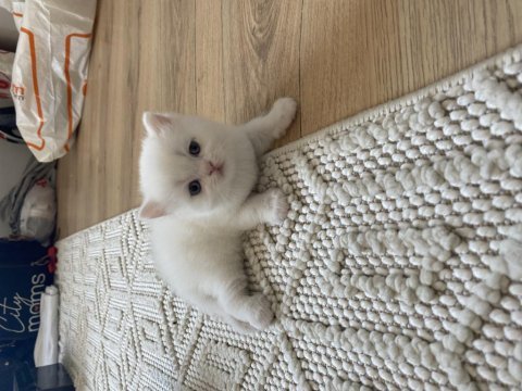 Yakışıklım blue point scottish fold