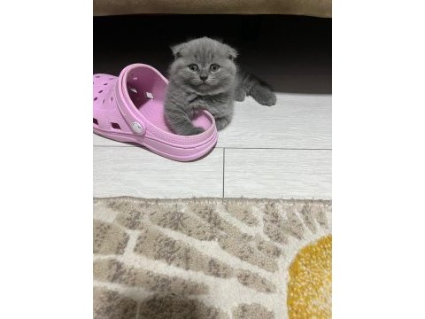 Scottish fold yavrumuz