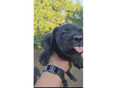 Cane corso bebeklerimiz teslime hazırdır