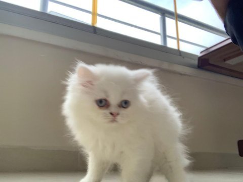 Kedi yavru british longhair dişi erkek