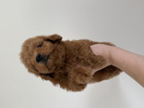 Maltipoo dişi en iyisini isteyenler için 