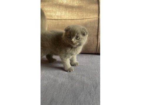 12 eylül doğumlu scottish fold yavrular