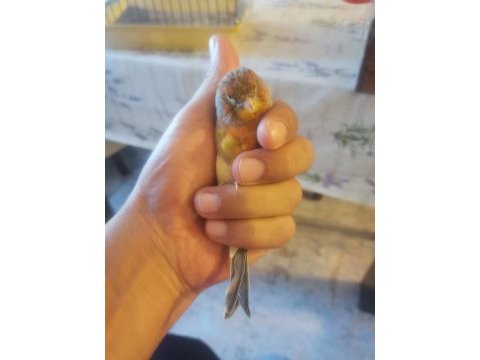 Hazir bangir bangir bagiran bi agat erkek kuşumuz