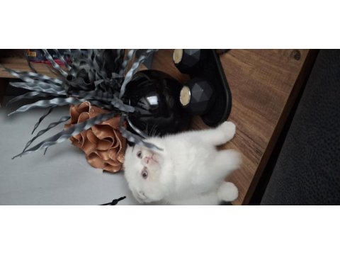 Beyaz sevimli scottish fold erkek yavru