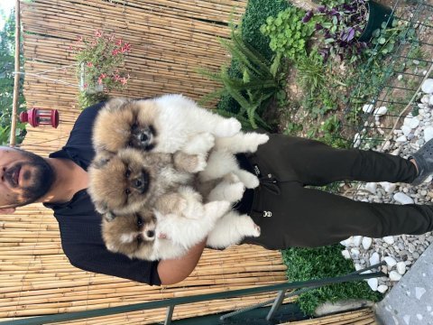 Pomeranian boo ayı surat vasıflı yavrular