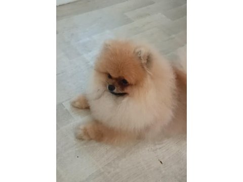 Pomeranian boo köpeği