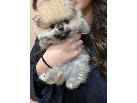 Safkan ayı suratlı pomeranian boo yabrularımız