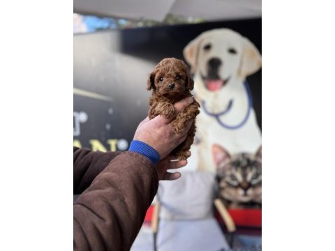Teacup kore boy red poodle yurt dışından gelenler