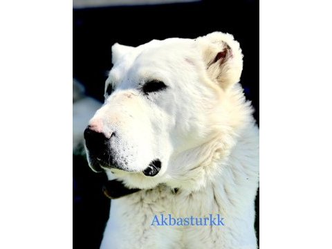 Türkiye şampiyonu akbaş yavrular