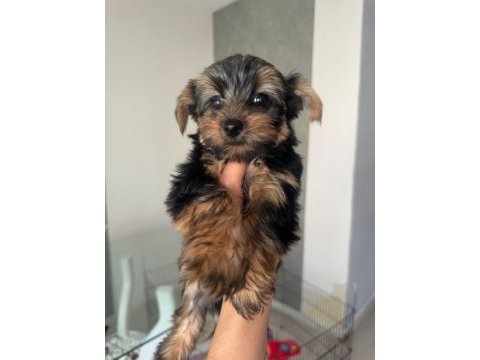 Yorkshire terrier yavrularımız