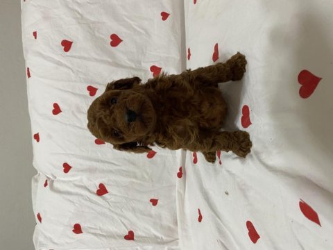 Toy poodle erkek dişi yavrularımız teslime hazır