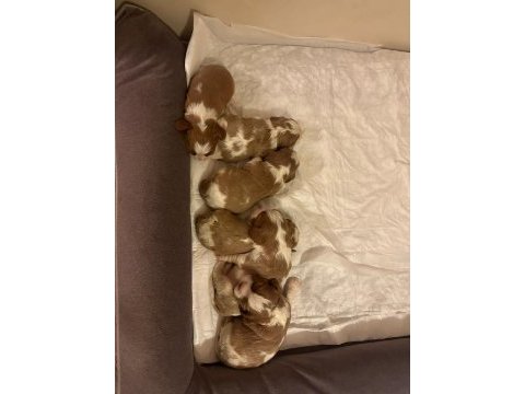 Anne baba safkan cavalier king charles ev ortamında