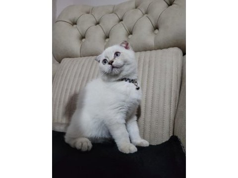 2.5 aylık erkek safkan scottish fold blue point