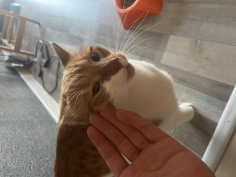 Erkek kısır bir yaşında sarman