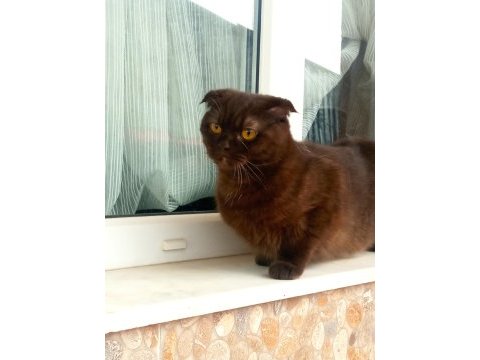 Scottish fold kedimiz annelegi mukemmel nutellayi