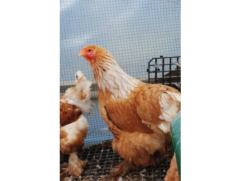Lemon brahma kuluçkalık yumurta & civciv