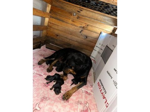Rottweiler bebekler