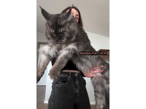 Türkiyenin her yerine teslim xxl maine coon yavruları