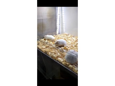 Gonzales hamster
