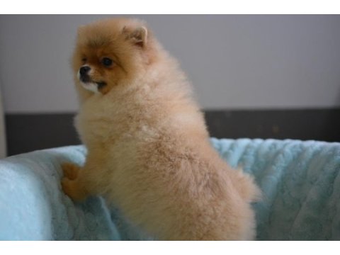 Bebekler bebeği pomeranian boo