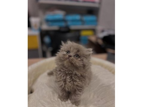 Safkan british longhair ve shorthair yavrular