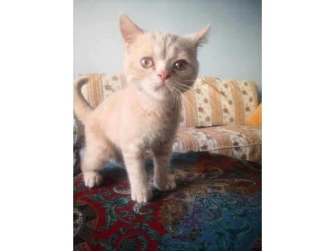 Erkek uysal eğitimleri var british shorthair