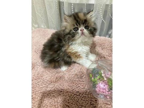 Exotic shorthair kediler