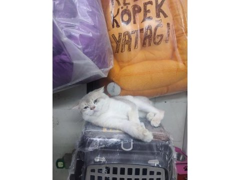 Şecereli anne baba ve yavru golden point scottish fold