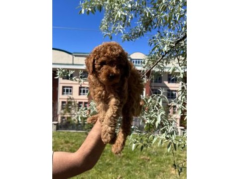 Toy poodle yavrular