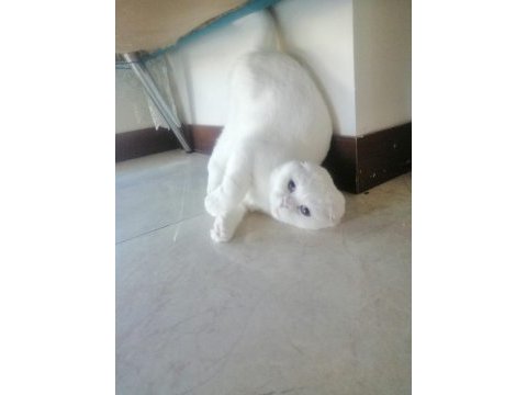 Scottish fold kızımız yeni ailesini arıyor
