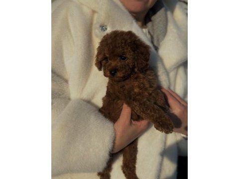 Toy poodle köpeği