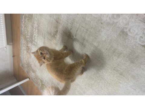 Kısır erkek longhair aşılı ve tüm eşyalarıyla