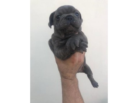 3 blue erkek blue french bulldog