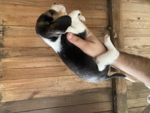 Beagle biblolar