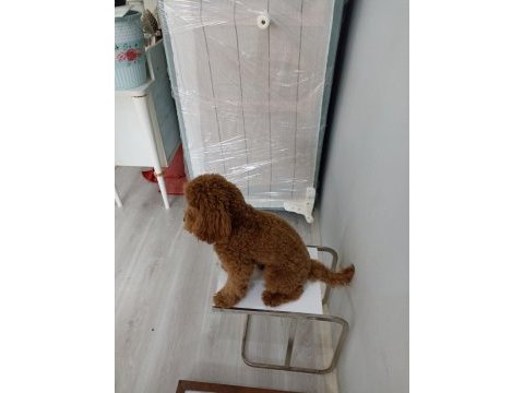 2 yetişkin erkek 1 toy ve 1 minyatür poodle