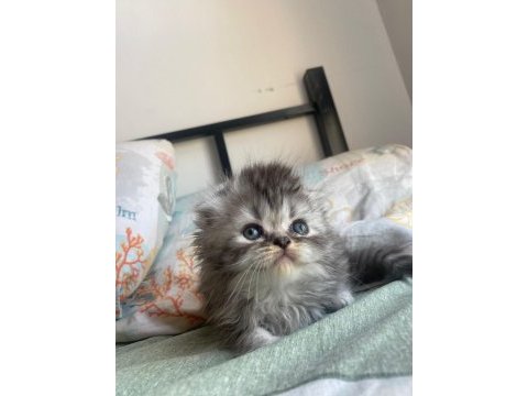 Yakışıklı black silver scottish fold