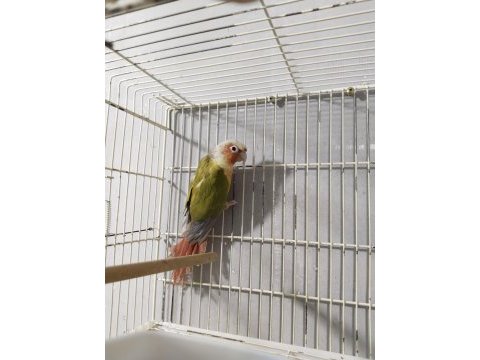 Pineapple conure papağanı 7 aylık
