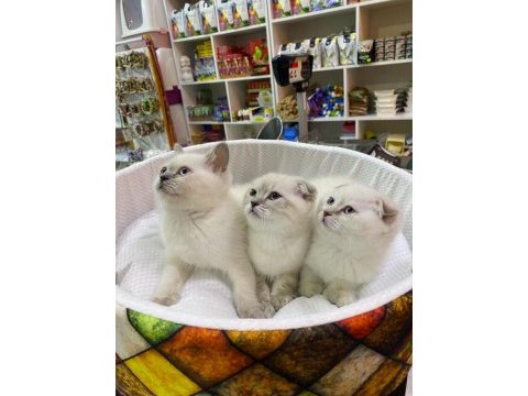 Birinci sınıf scottish fold ve british yavrular