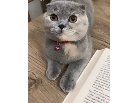 Dünya tatlısı scottish fold