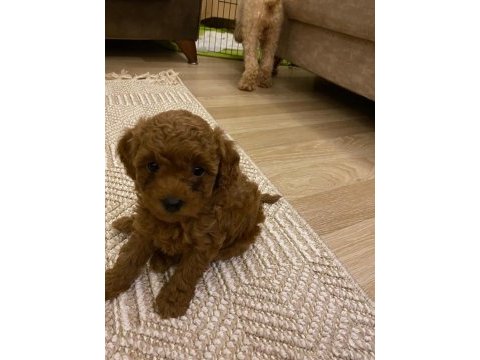 Dişi poodle köpeğimiz