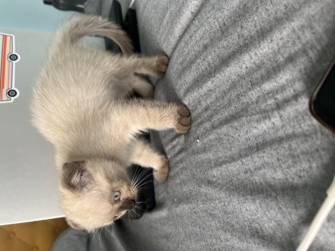 Güzel kızıma yuva arıyorum scottish fold