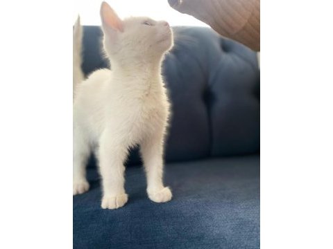 Safkan van kedisi yavrularım