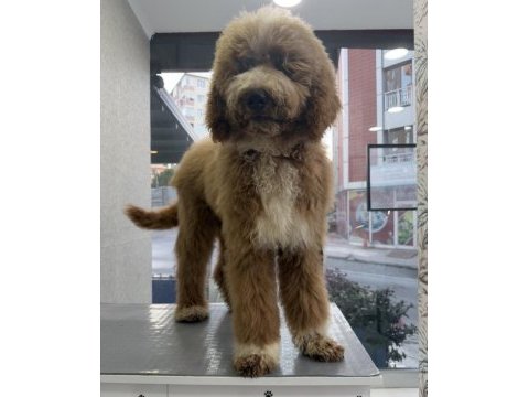 Full eğitimli 6 aylık dev poodle erkek yavru