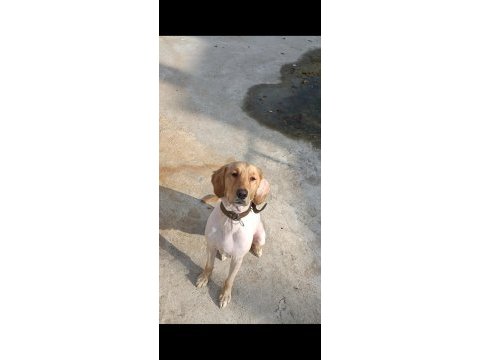 Golden retriever 10 aylık kızım