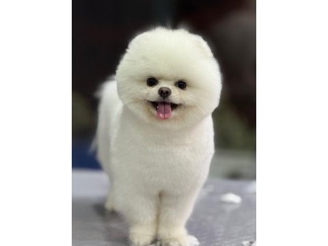 Orijinal pomeranian boo yavrular