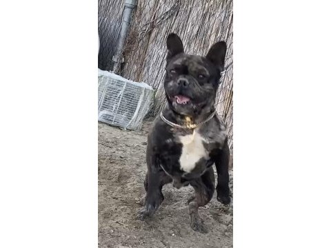 Yavru köpekler sahiplendirilecektir
